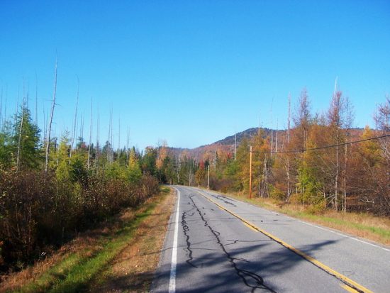 כביש ובצדדים עצים